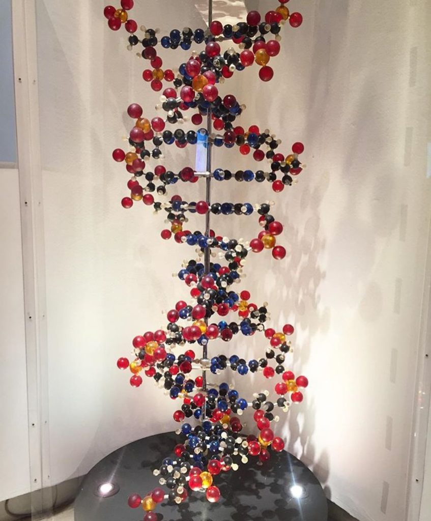 3 Модель ДНК, современная реконструкция модели Уотсона и Крика